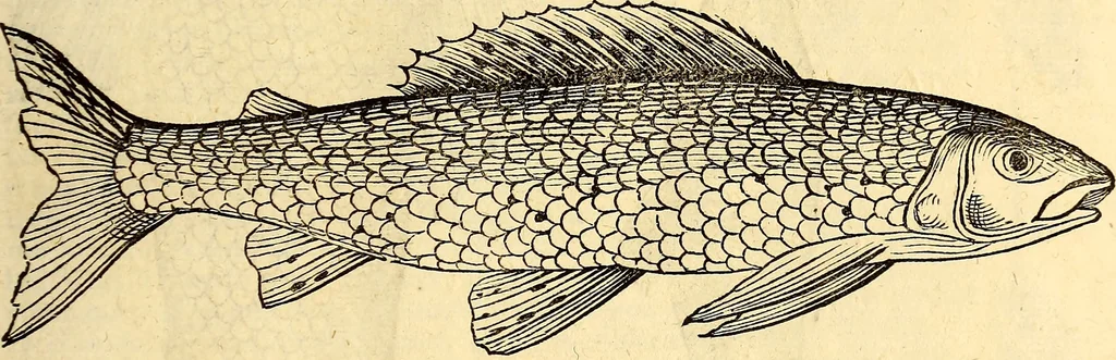 An illustration from Icones animalium quadrupedum uiuiparorum et ouiparorum : quae in Historiae animalium Conradi Gesneri libro I. et II. describuntur, cum nomenclaturis singulorum latinis, graecis, italicis, gallicis, et germanicis plerunque, et aliarum quoque linguarum, certis ordinibus digestae, 1560, leaf 634