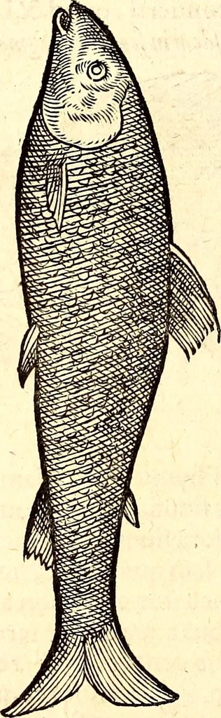 An illustration from Icones animalium quadrupedum uiuiparorum et ouiparorum : quae in Historiae animalium Conradi Gesneri libro I. et II. describuntur, cum nomenclaturis singulorum latinis, graecis, italicis, gallicis, et germanicis plerunque, et aliarum quoque linguarum, certis ordinibus digestae, 1560, leaf 635