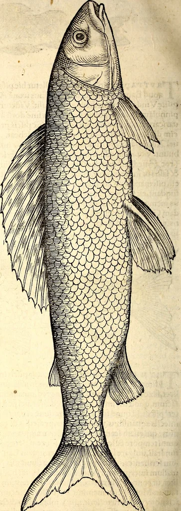 An illustration from Icones animalium quadrupedum uiuiparorum et ouiparorum : quae in Historiae animalium Conradi Gesneri libro I. et II. describuntur, cum nomenclaturis singulorum latinis, graecis, italicis, gallicis, et germanicis plerunque, et aliarum quoque linguarum, certis ordinibus digestae, 1560, leaf 635
