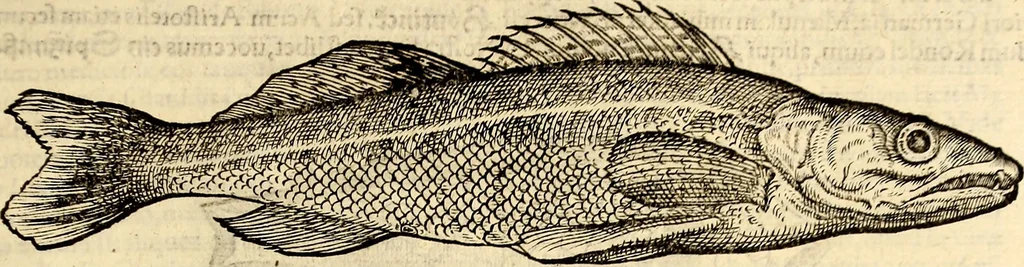 An illustration from Icones animalium quadrupedum uiuiparorum et ouiparorum : quae in Historiae animalium Conradi Gesneri libro I. et II. describuntur, cum nomenclaturis singulorum latinis, graecis, italicis, gallicis, et germanicis plerunque, et aliarum quoque linguarum, certis ordinibus digestae, 1560, leaf 638