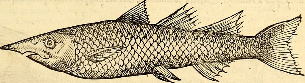 An illustration from Icones animalium quadrupedum uiuiparorum et ouiparorum : quae in Historiae animalium Conradi Gesneri libro I. et II. describuntur, cum nomenclaturis singulorum latinis, graecis, italicis, gallicis, et germanicis plerunque, et aliarum quoque linguarum, certis ordinibus digestae, 1560, leaf 638
