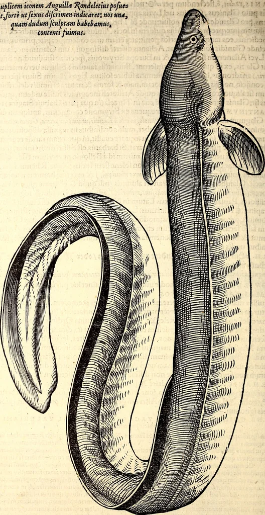 An illustration from Icones animalium quadrupedum uiuiparorum et ouiparorum : quae in Historiae animalium Conradi Gesneri libro I. et II. describuntur, cum nomenclaturis singulorum latinis, graecis, italicis, gallicis, et germanicis plerunque, et aliarum quoque linguarum, certis ordinibus digestae, 1560, leaf 641