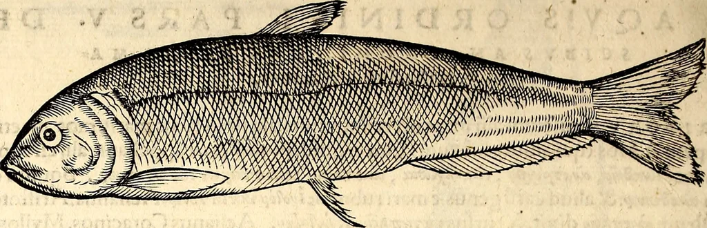 An illustration from Icones animalium quadrupedum uiuiparorum et ouiparorum : quae in Historiae animalium Conradi Gesneri libro I. et II. describuntur, cum nomenclaturis singulorum latinis, graecis, italicis, gallicis, et germanicis plerunque, et aliarum quoque linguarum, certis ordinibus digestae, 1560, leaf 643