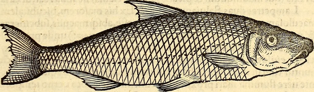 An illustration from Icones animalium quadrupedum uiuiparorum et ouiparorum : quae in Historiae animalium Conradi Gesneri libro I. et II. describuntur, cum nomenclaturis singulorum latinis, graecis, italicis, gallicis, et germanicis plerunque, et aliarum quoque linguarum, certis ordinibus digestae, 1560, leaf 644