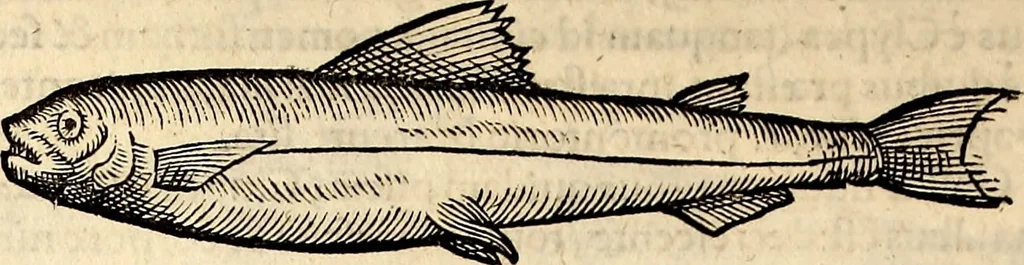 An illustration from Icones animalium quadrupedum uiuiparorum et ouiparorum : quae in Historiae animalium Conradi Gesneri libro I. et II. describuntur, cum nomenclaturis singulorum latinis, graecis, italicis, gallicis, et germanicis plerunque, et aliarum quoque linguarum, certis ordinibus digestae, 1560, leaf 645