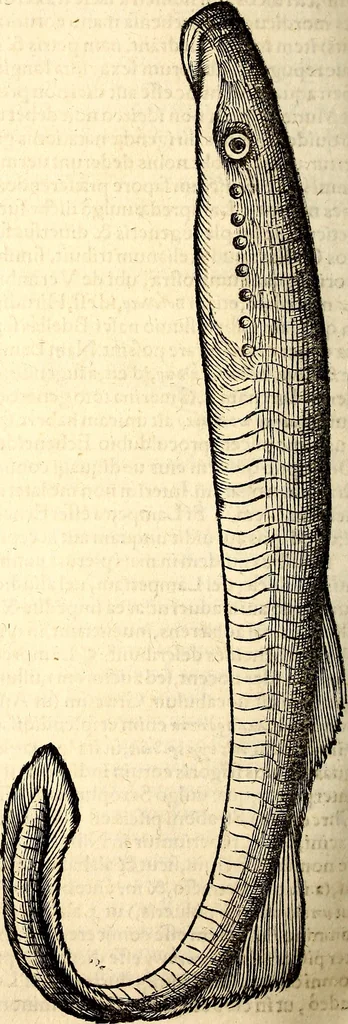 An illustration from Icones animalium quadrupedum uiuiparorum et ouiparorum : quae in Historiae animalium Conradi Gesneri libro I. et II. describuntur, cum nomenclaturis singulorum latinis, graecis, italicis, gallicis, et germanicis plerunque, et aliarum quoque linguarum, certis ordinibus digestae, 1560, leaf 647