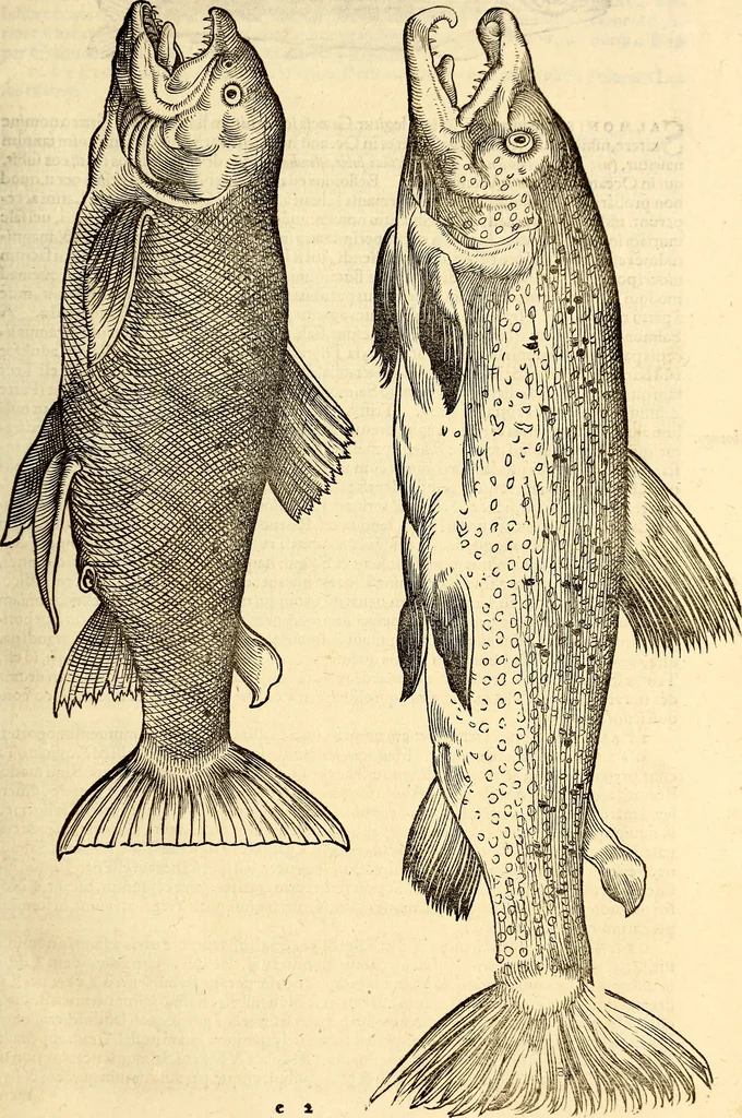 An illustration from Icones animalium quadrupedum uiuiparorum et ouiparorum : quae in Historiae animalium Conradi Gesneri libro I. et II. describuntur, cum nomenclaturis singulorum latinis, graecis, italicis, gallicis, et germanicis plerunque, et aliarum quoque linguarum, certis ordinibus digestae, 1560, leaf 648