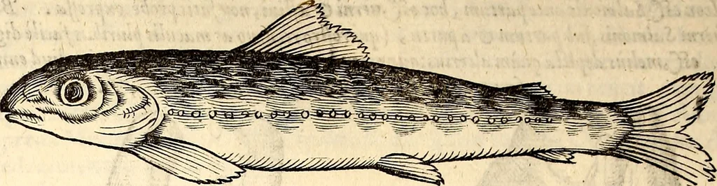 An illustration from Icones animalium quadrupedum uiuiparorum et ouiparorum : quae in Historiae animalium Conradi Gesneri libro I. et II. describuntur, cum nomenclaturis singulorum latinis, graecis, italicis, gallicis, et germanicis plerunque, et aliarum quoque linguarum, certis ordinibus digestae, 1560, leaf 649