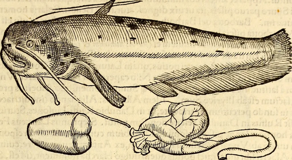 An illustration from Icones animalium quadrupedum uiuiparorum et ouiparorum : quae in Historiae animalium Conradi Gesneri libro I. et II. describuntur, cum nomenclaturis singulorum latinis, graecis, italicis, gallicis, et germanicis plerunque, et aliarum quoque linguarum, certis ordinibus digestae, 1560, leaf 652