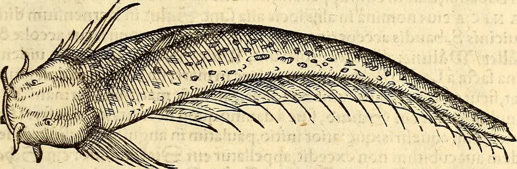 An illustration from Icones animalium quadrupedum uiuiparorum et ouiparorum : quae in Historiae animalium Conradi Gesneri libro I. et II. describuntur, cum nomenclaturis singulorum latinis, graecis, italicis, gallicis, et germanicis plerunque, et aliarum quoque linguarum, certis ordinibus digestae, 1560, leaf 652