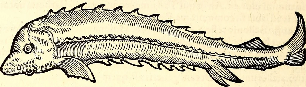 An illustration from Icones animalium quadrupedum uiuiparorum et ouiparorum : quae in Historiae animalium Conradi Gesneri libro I. et II. describuntur, cum nomenclaturis singulorum latinis, graecis, italicis, gallicis, et germanicis plerunque, et aliarum quoque linguarum, certis ordinibus digestae, 1560, leaf 657