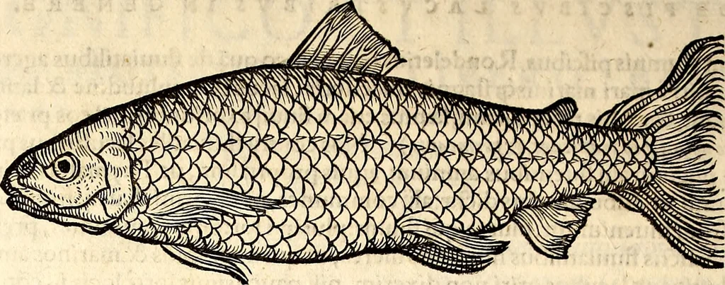 An illustration from Icones animalium quadrupedum uiuiparorum et ouiparorum : quae in Historiae animalium Conradi Gesneri libro I. et II. describuntur, cum nomenclaturis singulorum latinis, graecis, italicis, gallicis, et germanicis plerunque, et aliarum quoque linguarum, certis ordinibus digestae, 1560, leaf 661