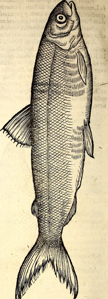 An illustration from Icones animalium quadrupedum uiuiparorum et ouiparorum : quae in Historiae animalium Conradi Gesneri libro I. et II. describuntur, cum nomenclaturis singulorum latinis, graecis, italicis, gallicis, et germanicis plerunque, et aliarum quoque linguarum, certis ordinibus digestae, 1560, leaf 663
