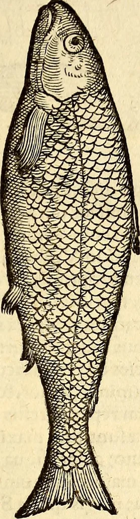 An illustration from Icones animalium quadrupedum uiuiparorum et ouiparorum : quae in Historiae animalium Conradi Gesneri libro I. et II. describuntur, cum nomenclaturis singulorum latinis, graecis, italicis, gallicis, et germanicis plerunque, et aliarum quoque linguarum, certis ordinibus digestae, 1560, leaf 664