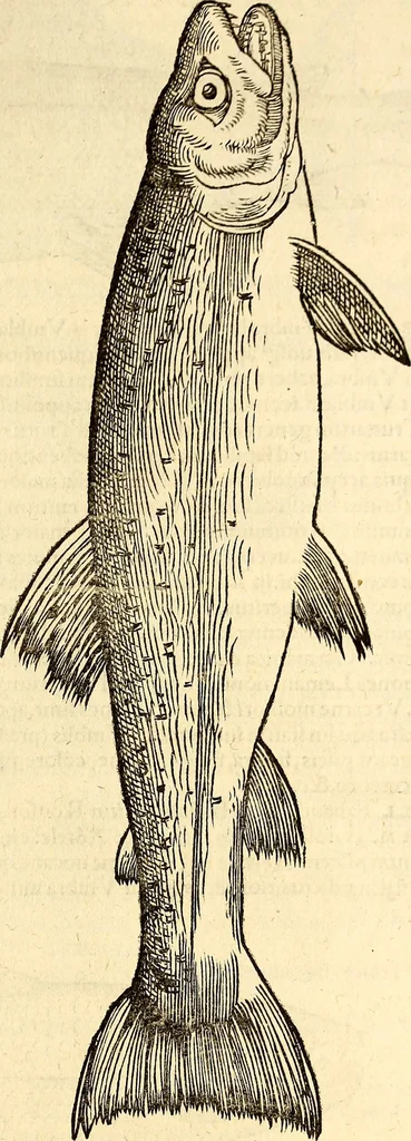 An illustration from Icones animalium quadrupedum uiuiparorum et ouiparorum : quae in Historiae animalium Conradi Gesneri libro I. et II. describuntur, cum nomenclaturis singulorum latinis, graecis, italicis, gallicis, et germanicis plerunque, et aliarum quoque linguarum, certis ordinibus digestae, 1560, leaf 664