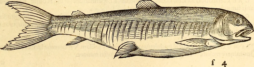 An illustration from Icones animalium quadrupedum uiuiparorum et ouiparorum : quae in Historiae animalium Conradi Gesneri libro I. et II. describuntur, cum nomenclaturis singulorum latinis, graecis, italicis, gallicis, et germanicis plerunque, et aliarum quoque linguarum, certis ordinibus digestae, 1560, leaf 664