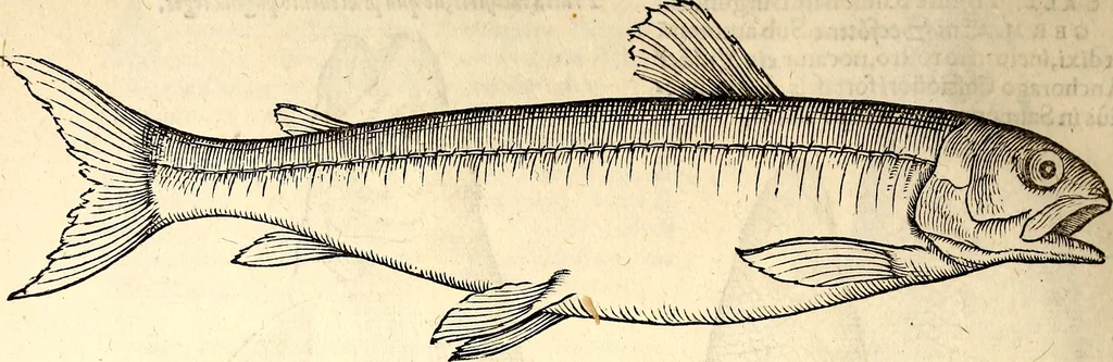 An illustration from Icones animalium quadrupedum uiuiparorum et ouiparorum : quae in Historiae animalium Conradi Gesneri libro I. et II. describuntur, cum nomenclaturis singulorum latinis, graecis, italicis, gallicis, et germanicis plerunque, et aliarum quoque linguarum, certis ordinibus digestae, 1560, leaf 665