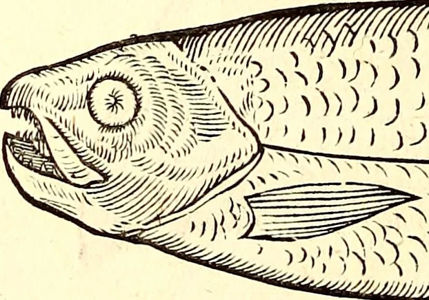 An illustration from Icones animalium quadrupedum uiuiparorum et ouiparorum : quae in Historiae animalium Conradi Gesneri libro I. et II. describuntur, cum nomenclaturis singulorum latinis, graecis, italicis, gallicis, et germanicis plerunque, et aliarum quoque linguarum, certis ordinibus digestae, 1560, leaf 665