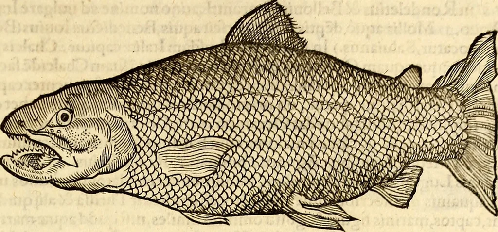 An illustration from Icones animalium quadrupedum uiuiparorum et ouiparorum : quae in Historiae animalium Conradi Gesneri libro I. et II. describuntur, cum nomenclaturis singulorum latinis, graecis, italicis, gallicis, et germanicis plerunque, et aliarum quoque linguarum, certis ordinibus digestae, 1560, leaf 666