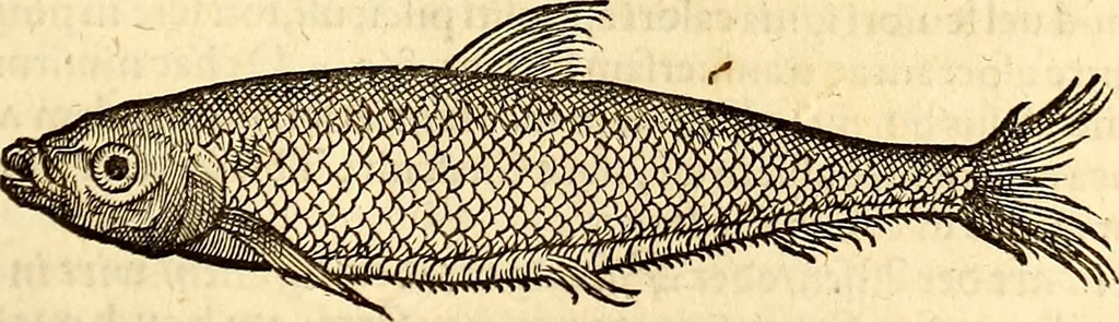 An illustration from Icones animalium quadrupedum uiuiparorum et ouiparorum : quae in Historiae animalium Conradi Gesneri libro I. et II. describuntur, cum nomenclaturis singulorum latinis, graecis, italicis, gallicis, et germanicis plerunque, et aliarum quoque linguarum, certis ordinibus digestae, 1560, leaf 666