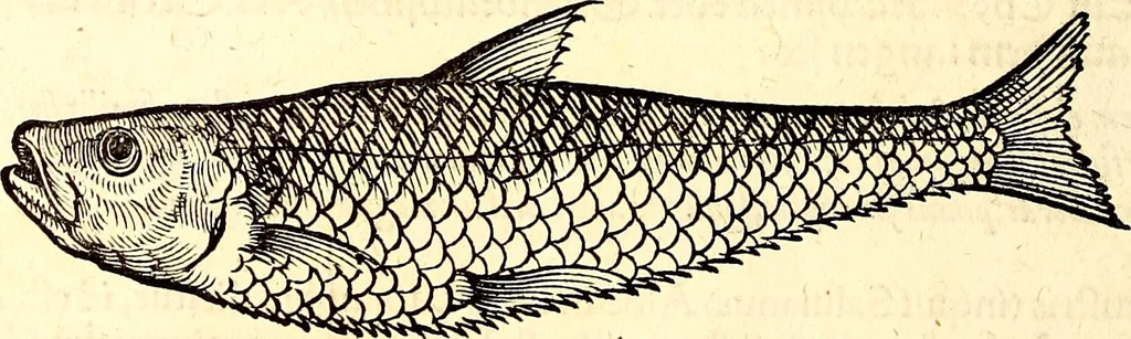 An illustration from Icones animalium quadrupedum uiuiparorum et ouiparorum : quae in Historiae animalium Conradi Gesneri libro I. et II. describuntur, cum nomenclaturis singulorum latinis, graecis, italicis, gallicis, et germanicis plerunque, et aliarum quoque linguarum, certis ordinibus digestae, 1560, leaf 667
