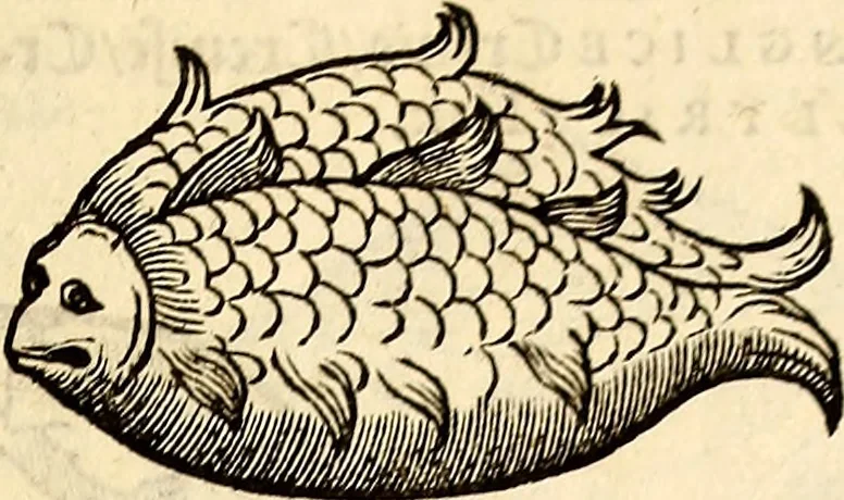 An illustration from Icones animalium quadrupedum uiuiparorum et ouiparorum : quae in Historiae animalium Conradi Gesneri libro I. et II. describuntur, cum nomenclaturis singulorum latinis, graecis, italicis, gallicis, et germanicis plerunque, et aliarum quoque linguarum, certis ordinibus digestae, 1560, leaf 668