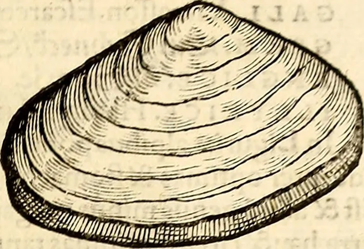 An illustration from Icones animalium quadrupedum uiuiparorum et ouiparorum : quae in Historiae animalium Conradi Gesneri libro I. et II. describuntur, cum nomenclaturis singulorum latinis, graecis, italicis, gallicis, et germanicis plerunque, et aliarum quoque linguarum, certis ordinibus digestae, 1560, leaf 670