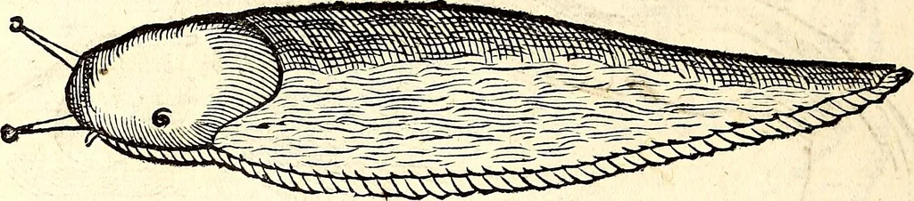 An illustration from Icones animalium quadrupedum uiuiparorum et ouiparorum : quae in Historiae animalium Conradi Gesneri libro I. et II. describuntur, cum nomenclaturis singulorum latinis, graecis, italicis, gallicis, et germanicis plerunque, et aliarum quoque linguarum, certis ordinibus digestae, 1560, leaf 671