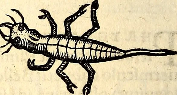An illustration from Icones animalium quadrupedum uiuiparorum et ouiparorum : quae in Historiae animalium Conradi Gesneri libro I. et II. describuntur, cum nomenclaturis singulorum latinis, graecis, italicis, gallicis, et germanicis plerunque, et aliarum quoque linguarum, certis ordinibus digestae, 1560, leaf 673