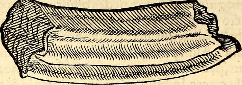 An illustration from Icones animalium quadrupedum uiuiparorum et ouiparorum : quae in Historiae animalium Conradi Gesneri libro I. et II. describuntur, cum nomenclaturis singulorum latinis, graecis, italicis, gallicis, et germanicis plerunque, et aliarum quoque linguarum, certis ordinibus digestae, 1560, leaf 677