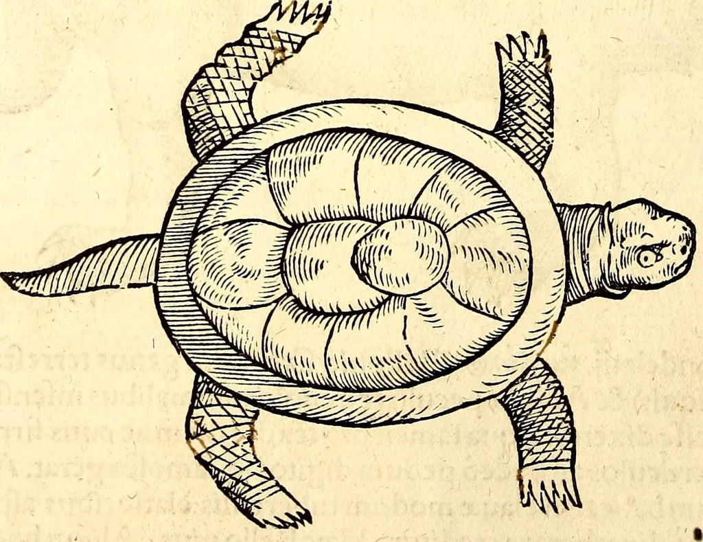 An illustration from Icones animalium quadrupedum uiuiparorum et ouiparorum : quae in Historiae animalium Conradi Gesneri libro I. et II. describuntur, cum nomenclaturis singulorum latinis, graecis, italicis, gallicis, et germanicis plerunque, et aliarum quoque linguarum, certis ordinibus digestae, 1560, leaf 679