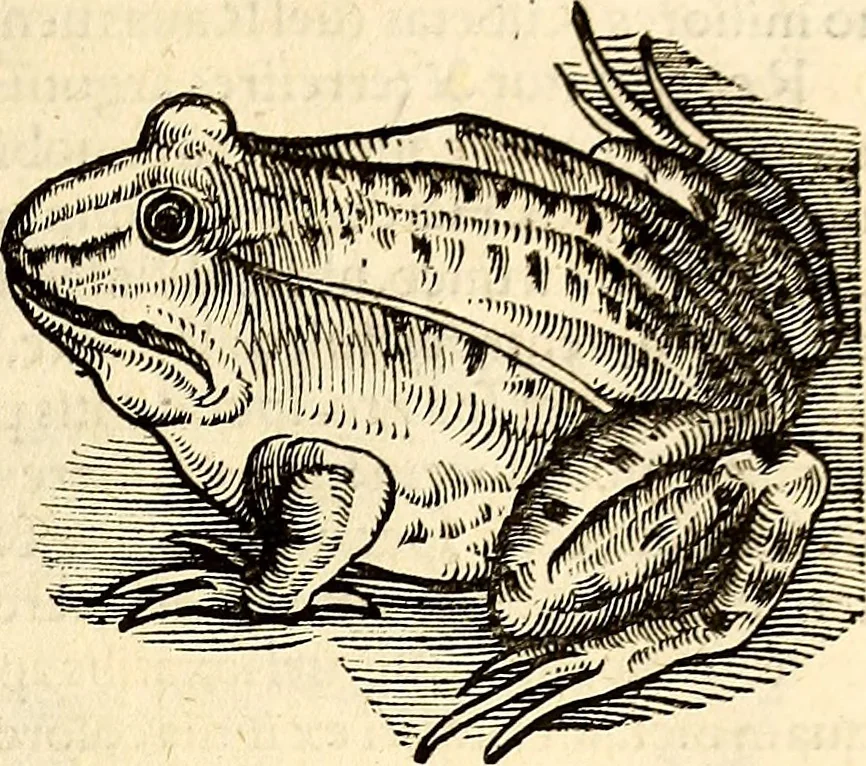 An illustration from Icones animalium quadrupedum uiuiparorum et ouiparorum : quae in Historiae animalium Conradi Gesneri libro I. et II. describuntur, cum nomenclaturis singulorum latinis, graecis, italicis, gallicis, et germanicis plerunque, et aliarum quoque linguarum, certis ordinibus digestae, 1560, leaf 680