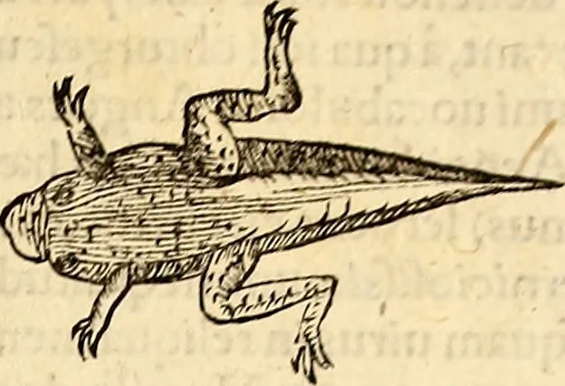 An illustration from Icones animalium quadrupedum uiuiparorum et ouiparorum : quae in Historiae animalium Conradi Gesneri libro I. et II. describuntur, cum nomenclaturis singulorum latinis, graecis, italicis, gallicis, et germanicis plerunque, et aliarum quoque linguarum, certis ordinibus digestae, 1560, leaf 682