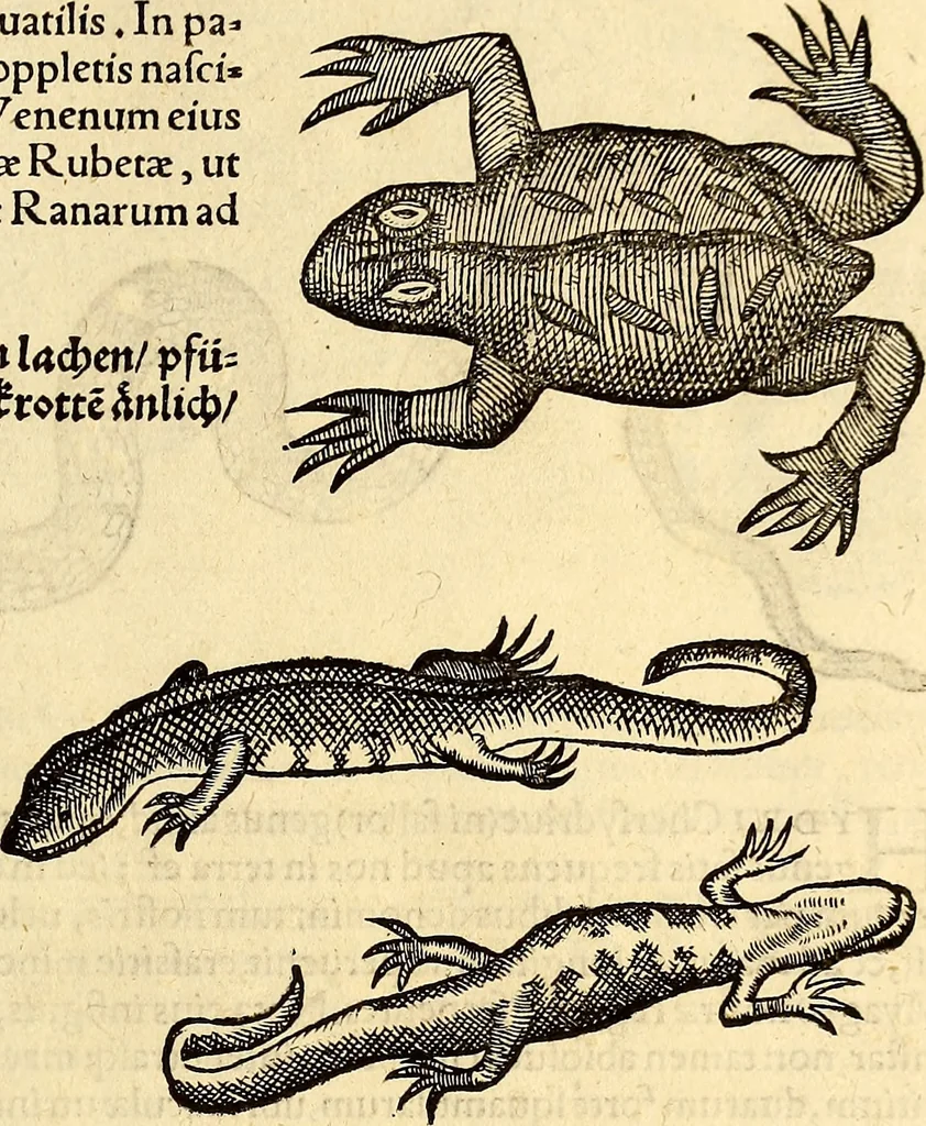 An illustration from Icones animalium quadrupedum uiuiparorum et ouiparorum : quae in Historiae animalium Conradi Gesneri libro I. et II. describuntur, cum nomenclaturis singulorum latinis, graecis, italicis, gallicis, et germanicis plerunque, et aliarum quoque linguarum, certis ordinibus digestae, 1560, leaf 682