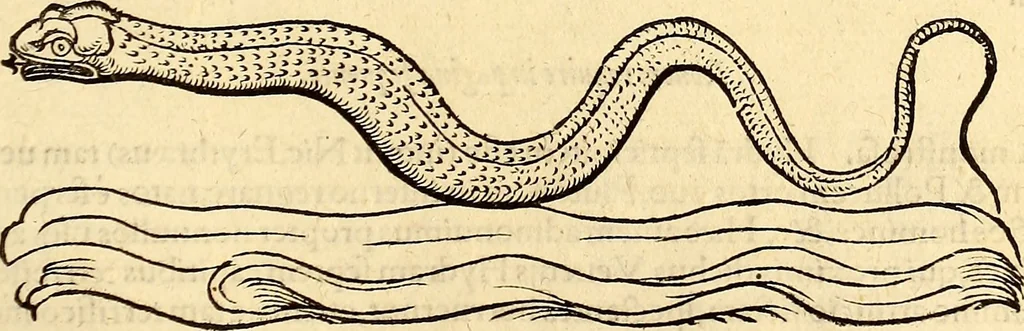 An illustration from Icones animalium quadrupedum uiuiparorum et ouiparorum : quae in Historiae animalium Conradi Gesneri libro I. et II. describuntur, cum nomenclaturis singulorum latinis, graecis, italicis, gallicis, et germanicis plerunque, et aliarum quoque linguarum, certis ordinibus digestae, 1560, leaf 682