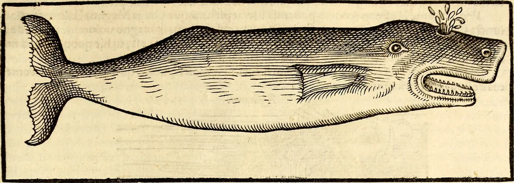 An illustration from Icones animalium quadrupedum uiuiparorum et ouiparorum : quae in Historiae animalium Conradi Gesneri libro I. et II. describuntur, cum nomenclaturis singulorum latinis, graecis, italicis, gallicis, et germanicis plerunque, et aliarum quoque linguarum, certis ordinibus digestae, 1560, leaf 688