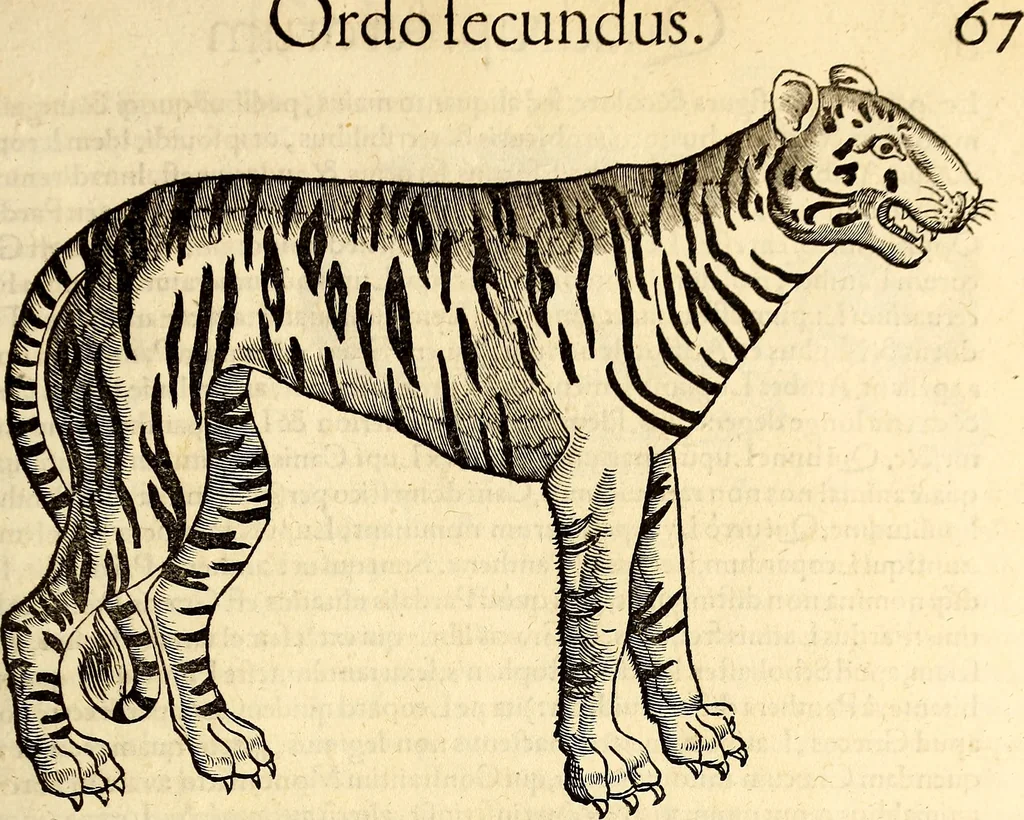 An illustration from Icones animalium quadrupedum uiuiparorum et ouiparorum : quae in Historiae animalium Conradi Gesneri libro I. et II. describuntur, cum nomenclaturis singulorum latinis, graecis, italicis, gallicis, et germanicis plerunque, et aliarum quoque linguarum, certis ordinibus digestae, 1560, leaf 76