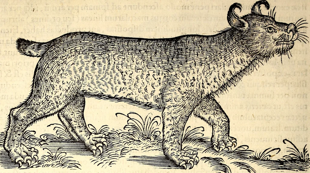 An illustration from Icones animalium quadrupedum uiuiparorum et ouiparorum : quae in Historiae animalium Conradi Gesneri libro I. et II. describuntur, cum nomenclaturis singulorum latinis, graecis, italicis, gallicis, et germanicis plerunque, et aliarum quoque linguarum, certis ordinibus digestae, 1560, leaf 83