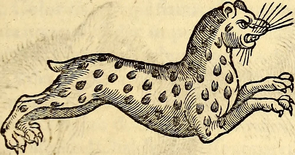 An illustration from Icones animalium quadrupedum uiuiparorum et ouiparorum : quae in Historiae animalium Conradi Gesneri libro I. et II. describuntur, cum nomenclaturis singulorum latinis, graecis, italicis, gallicis, et germanicis plerunque, et aliarum quoque linguarum, certis ordinibus digestae, 1560, leaf 84