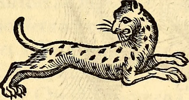 An illustration from Icones animalium quadrupedum uiuiparorum et ouiparorum : quae in Historiae animalium Conradi Gesneri libro I. et II. describuntur, cum nomenclaturis singulorum latinis, graecis, italicis, gallicis, et germanicis plerunque, et aliarum quoque linguarum, certis ordinibus digestae, 1560, leaf 84
