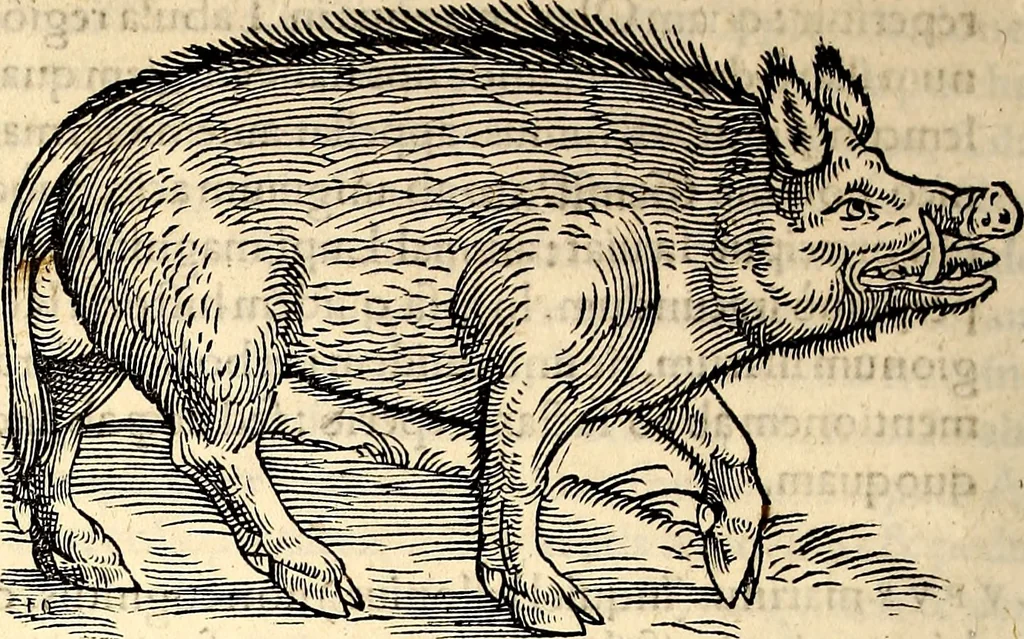 An illustration from Icones animalium quadrupedum uiuiparorum et ouiparorum : quae in Historiae animalium Conradi Gesneri libro I. et II. describuntur, cum nomenclaturis singulorum latinis, graecis, italicis, gallicis, et germanicis plerunque, et aliarum quoque linguarum, certis ordinibus digestae, 1560, leaf 91