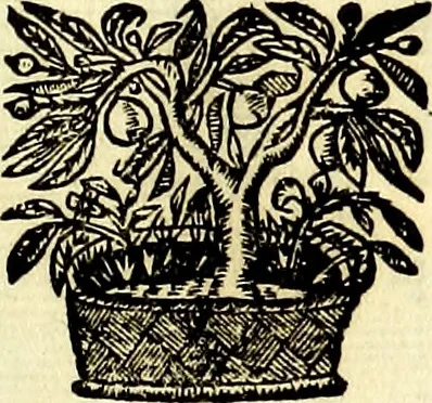 An illustration from Iconografia, cioè disegni d'imagini de famosissimi monarchi, regi, filosofi, poeti ed oratori dell'antichità, cauati, 1669, leaf 370