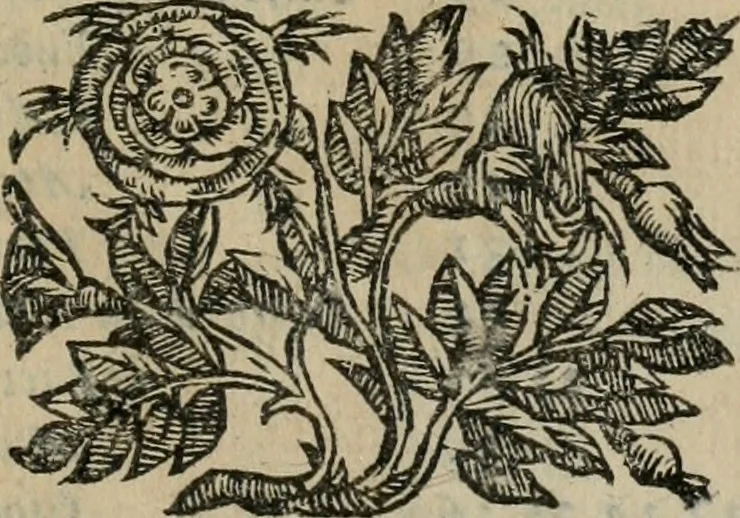 An illustration from Iconologia, ouero Descrittione d'imagini delle virtu', vitij, affetti, passioni humane, corpi celesti, mondo e sue parti., 1611, leaf 10