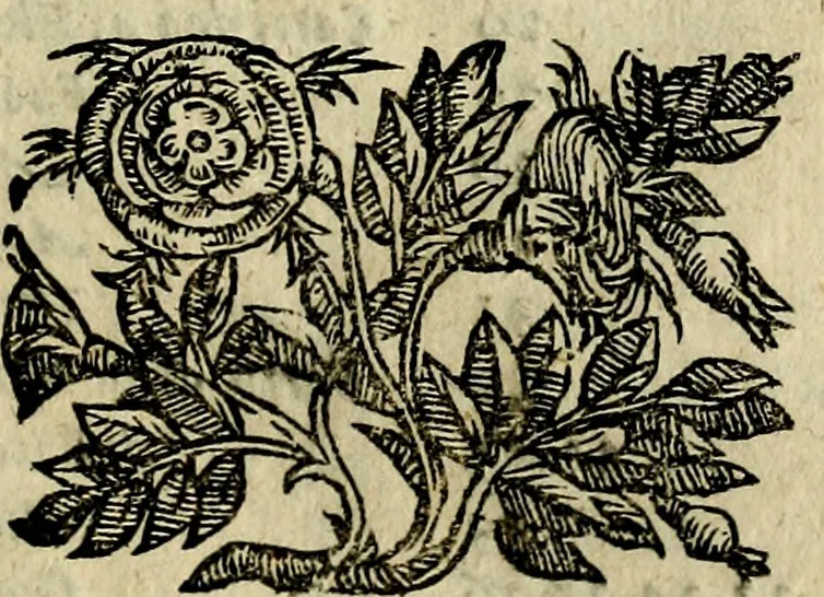 An illustration from Iconologia, overo, Descrittione d'imagini delle virtu', vitii, affetti, passioni humane, corpi celesti, mondo e sue parti, 1611, leaf 10