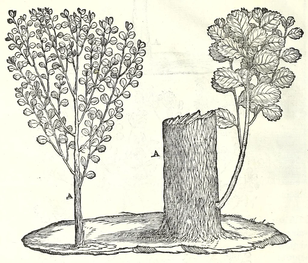An illustration from I dieci libri d'architettvra, 1660, leaf 60