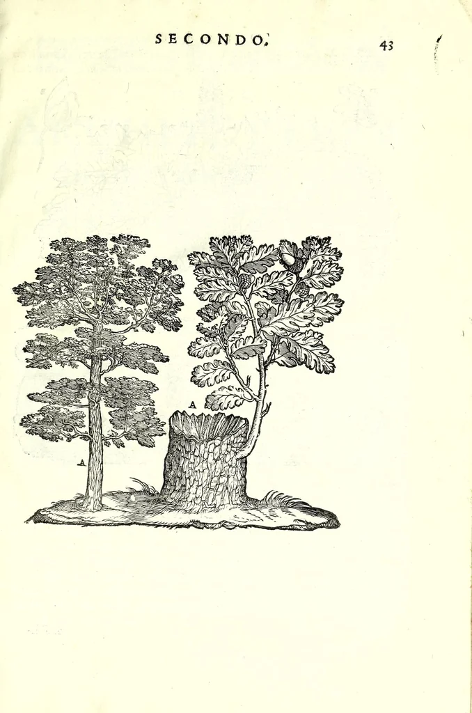 An illustration from I dieci libri d'architettvra, 1660, leaf 61