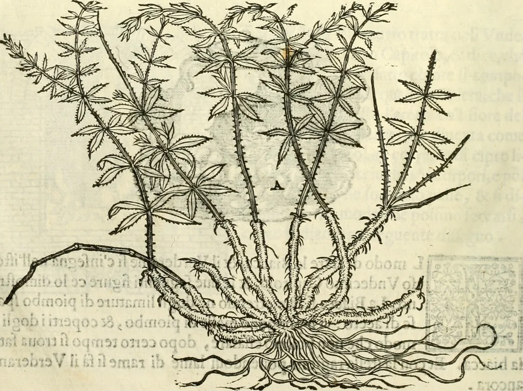 An illustration from I dieci libri d'architettvra, 1660, leaf 129