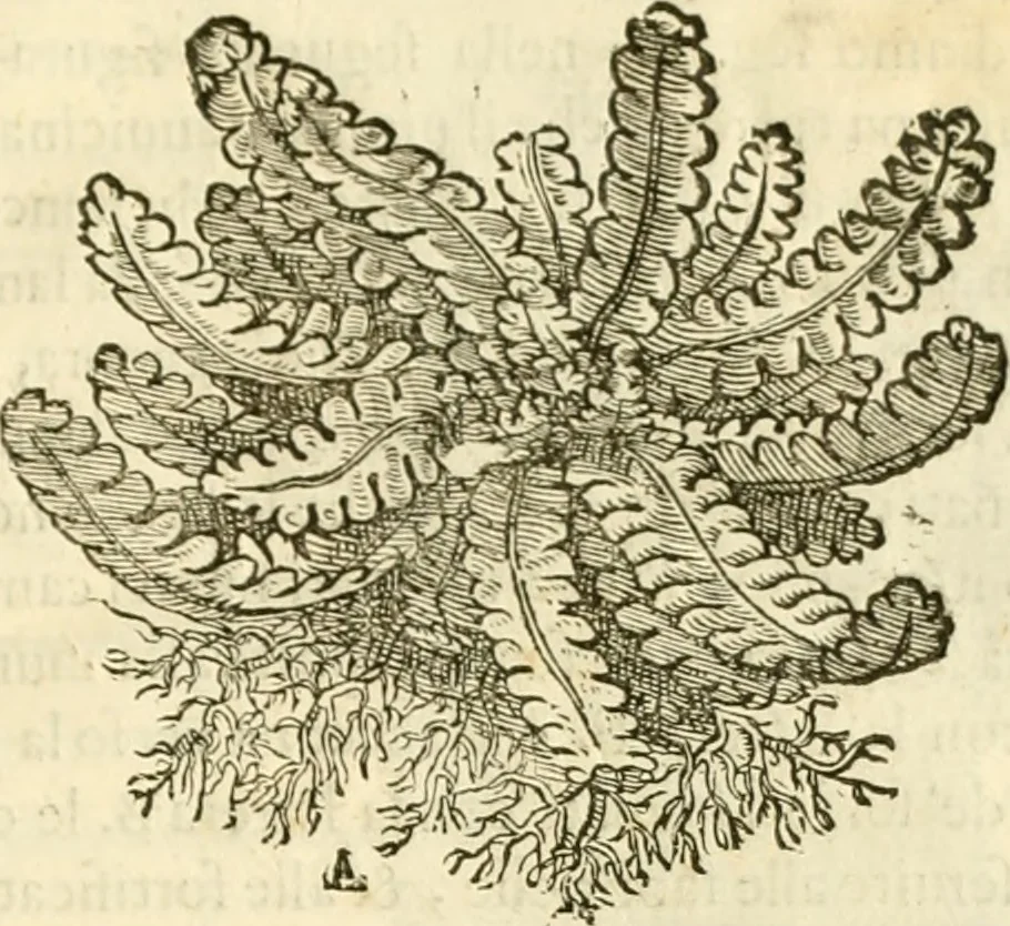 An illustration from I dieci libri d'architettvra, 1660, leaf 24