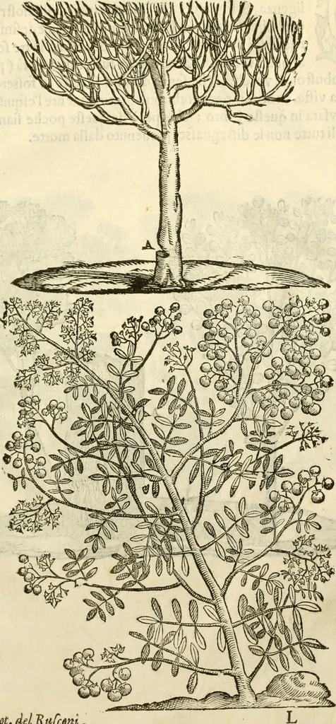An illustration from I dieci libri d'architettvra, 1660, leaf 56