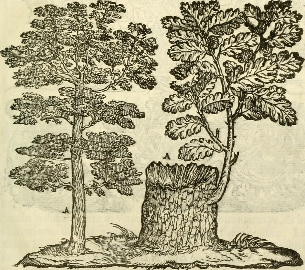 An illustration from I dieci libri d'architettvra, 1660, leaf 58
